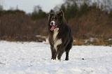 BORDER COLLIE 1184